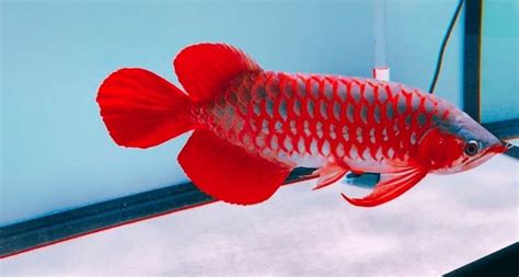 buy arowana fish online|asian arowana for sale usa.